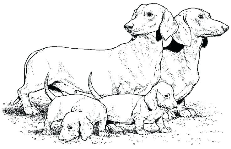736x475 Weiner Dog Coloring Pages Dachshund Coloring Pages By Wiener Dog
