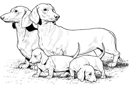 440x300 Wiener Dog Colouring Pages