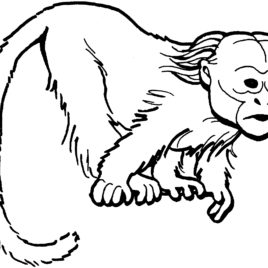 268x268 Snow Monkey On The Tree By Ohara Koson Coloring Page Free Snow