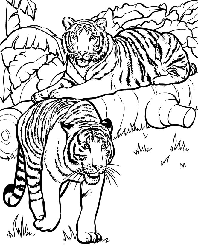 662x842 Wild Animals Coloring Pages 5 For Wild Animal Coloring Pages