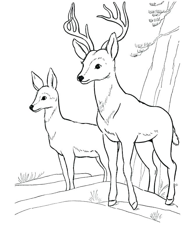 670x820 Wild Animals Coloring Pages Wild Animal Safari Coloring Pages
