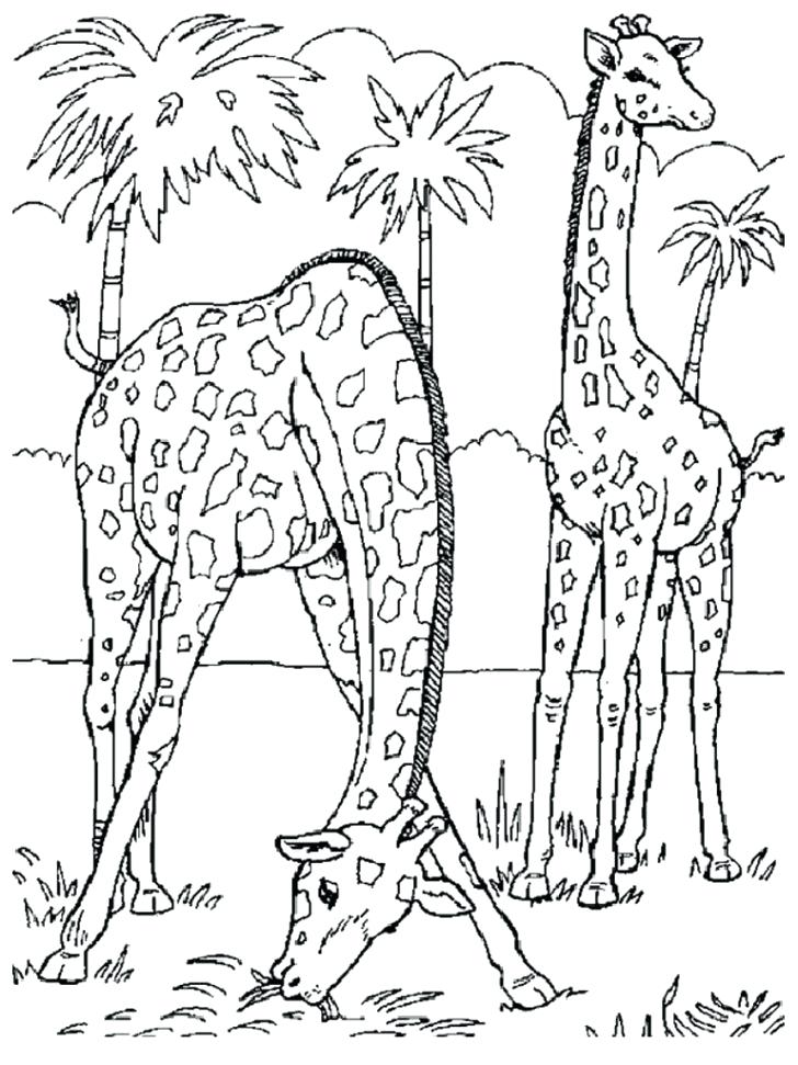 728x971 Coloring Pages Animals Jungle Animals Coloring Pages For Kids Wild
