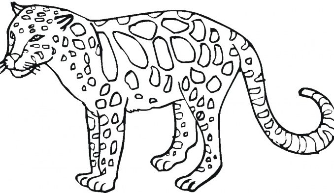 678x393 Coloring Pages Of Wild Animals Wild Animal Coloring Pages
