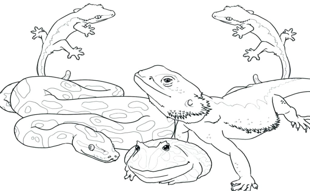 1024x631 Reptile Coloring Pages Free Amphibians And Reptiles Coloring Pages