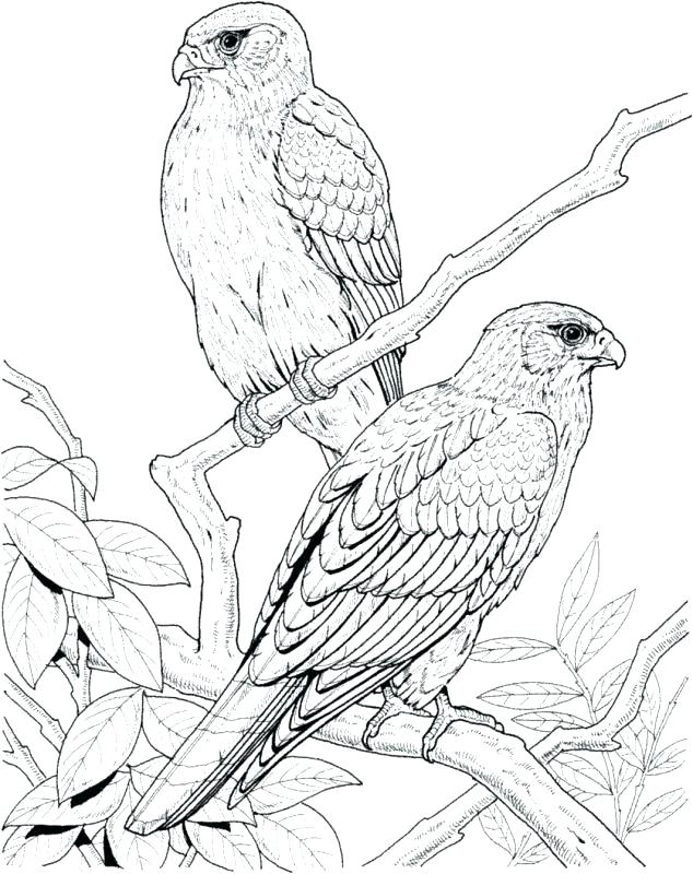 634x800 Coloring Page Bird Coloring Pages Of Birds Printable Valentines