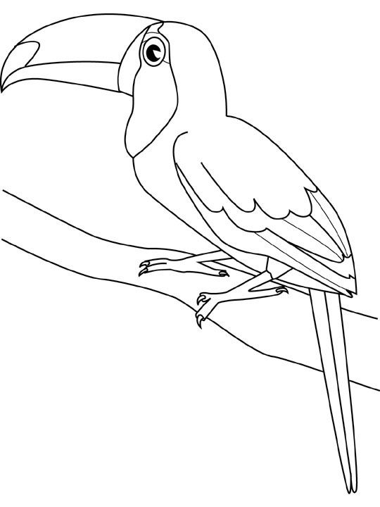 540x720 Amazing Tropicbird Animal Coloring Pages Bird Coloring Page Parrot