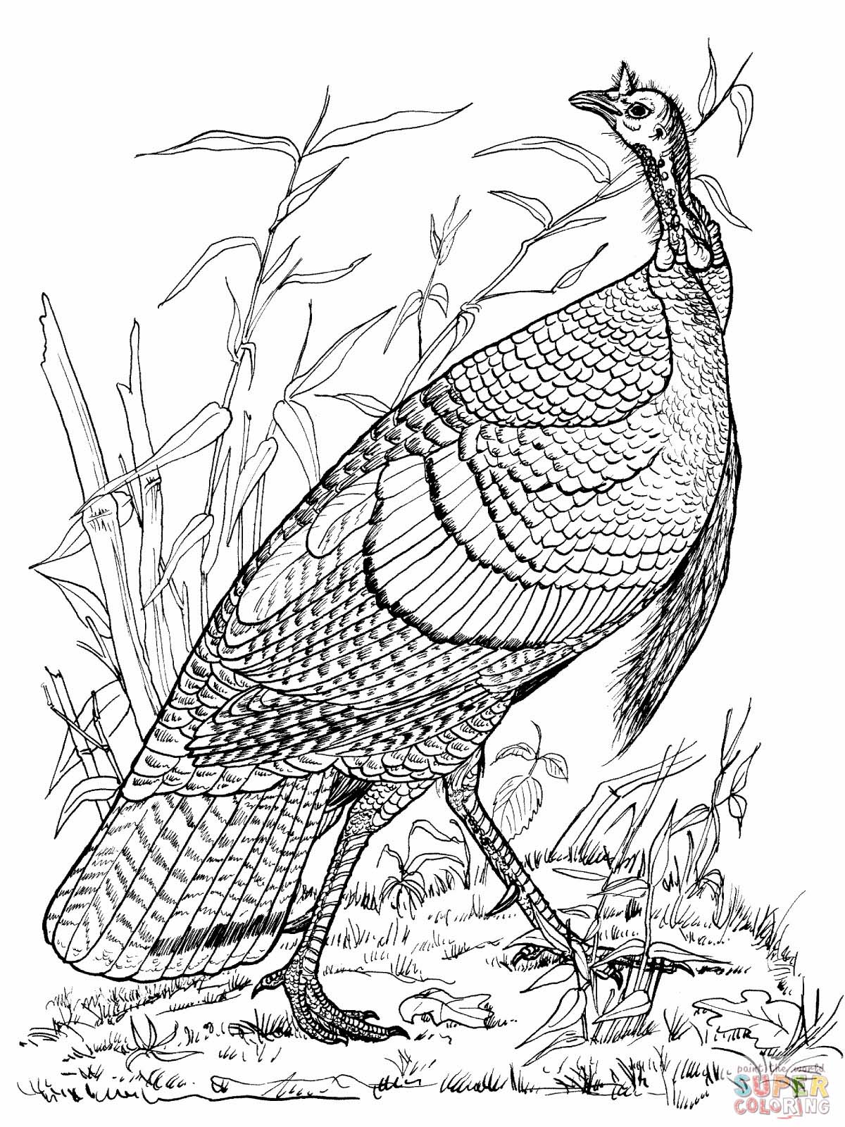 1200x1600 Ultimate Hunting Coloring Pages For Adults Gorgeous Elk Deer Page