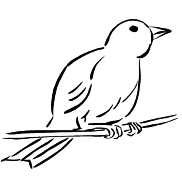 600x600 Wild Canary Bird Coloring Pages Wild Canary Bird Coloring Pages