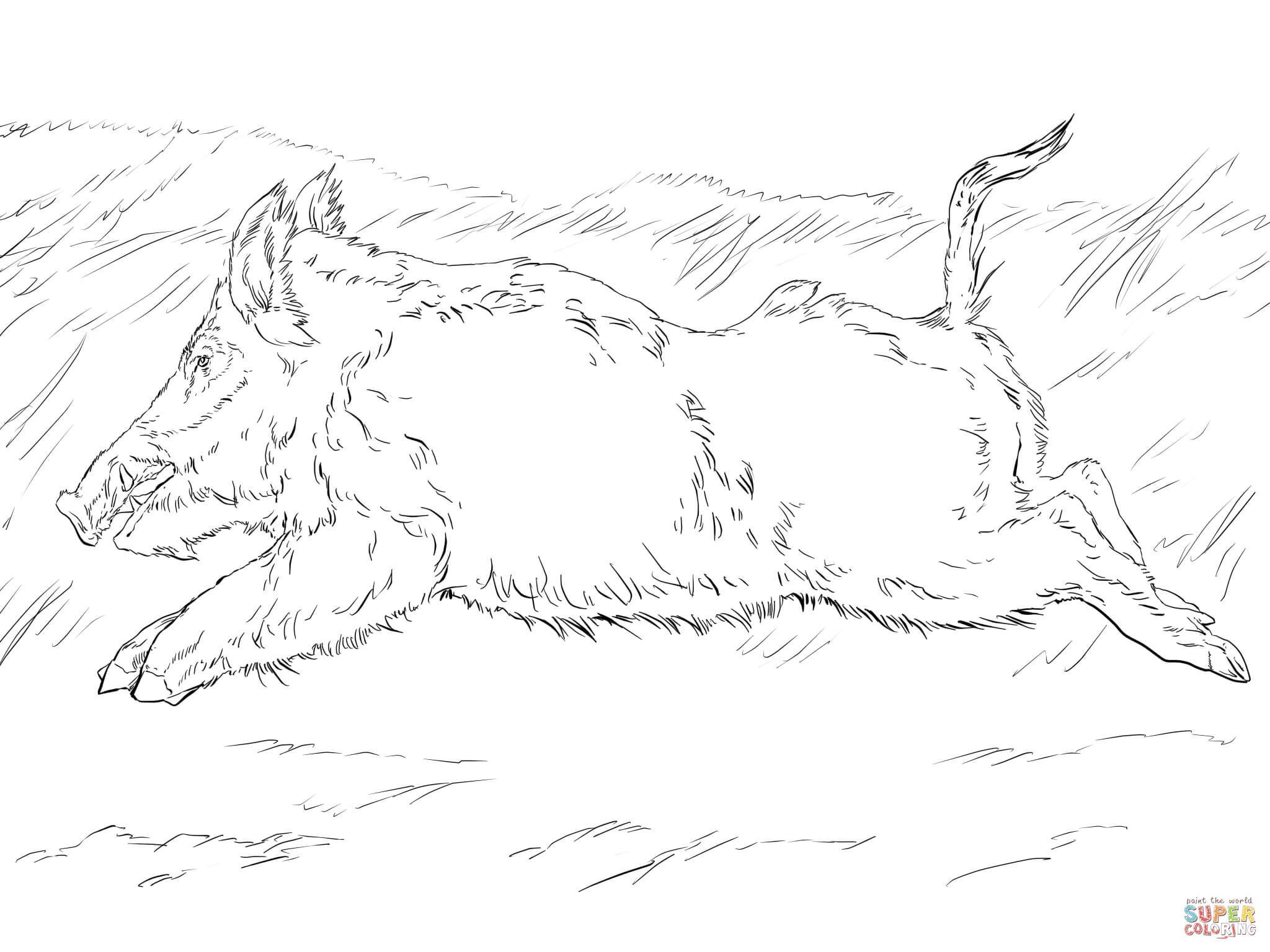 2048x1536 Running Wild Boar Coloring Page Free Printable Coloring Pages