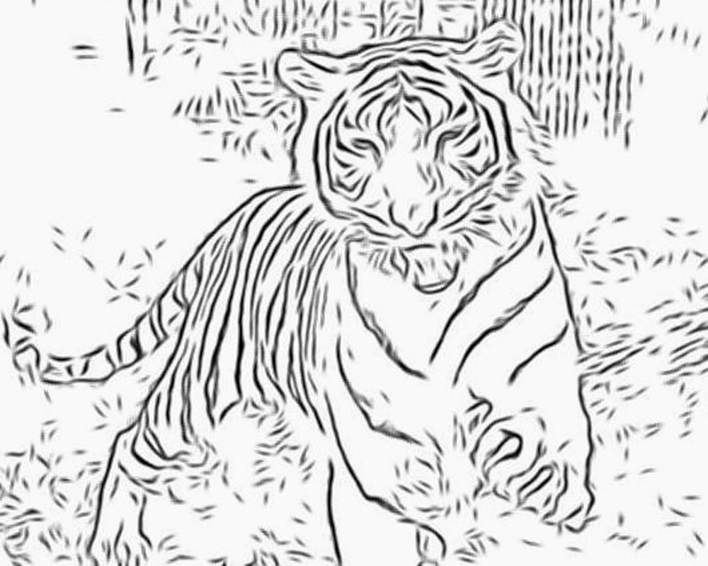 1000x800 Wild Cats Coloring Pages Name And Sound Learning Animals Inside