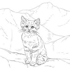 236x228 European Wild Cat Coloring Page,wild Cats Coloring Pages,animals