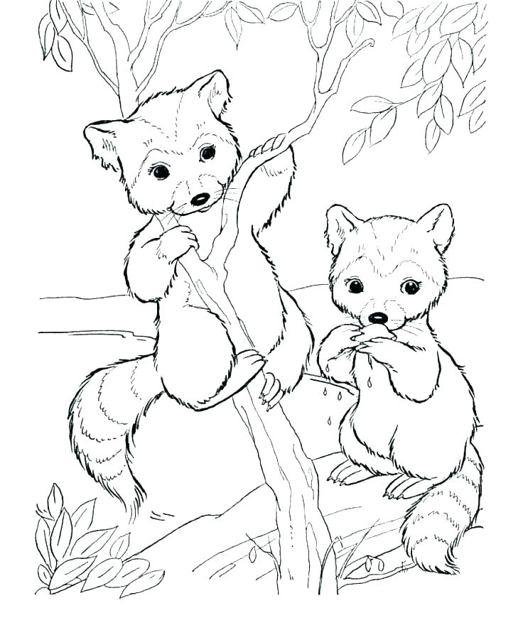 736x901 Wild Kratts Coloring Pages To Print Wild Coloring Pages Black