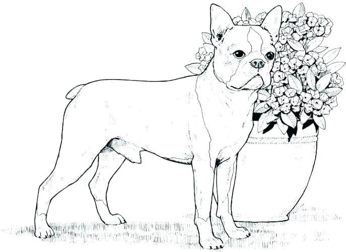 687x501 Free Coloring Pages Dogs Free Coloring Pages Dogs Boxer Dog