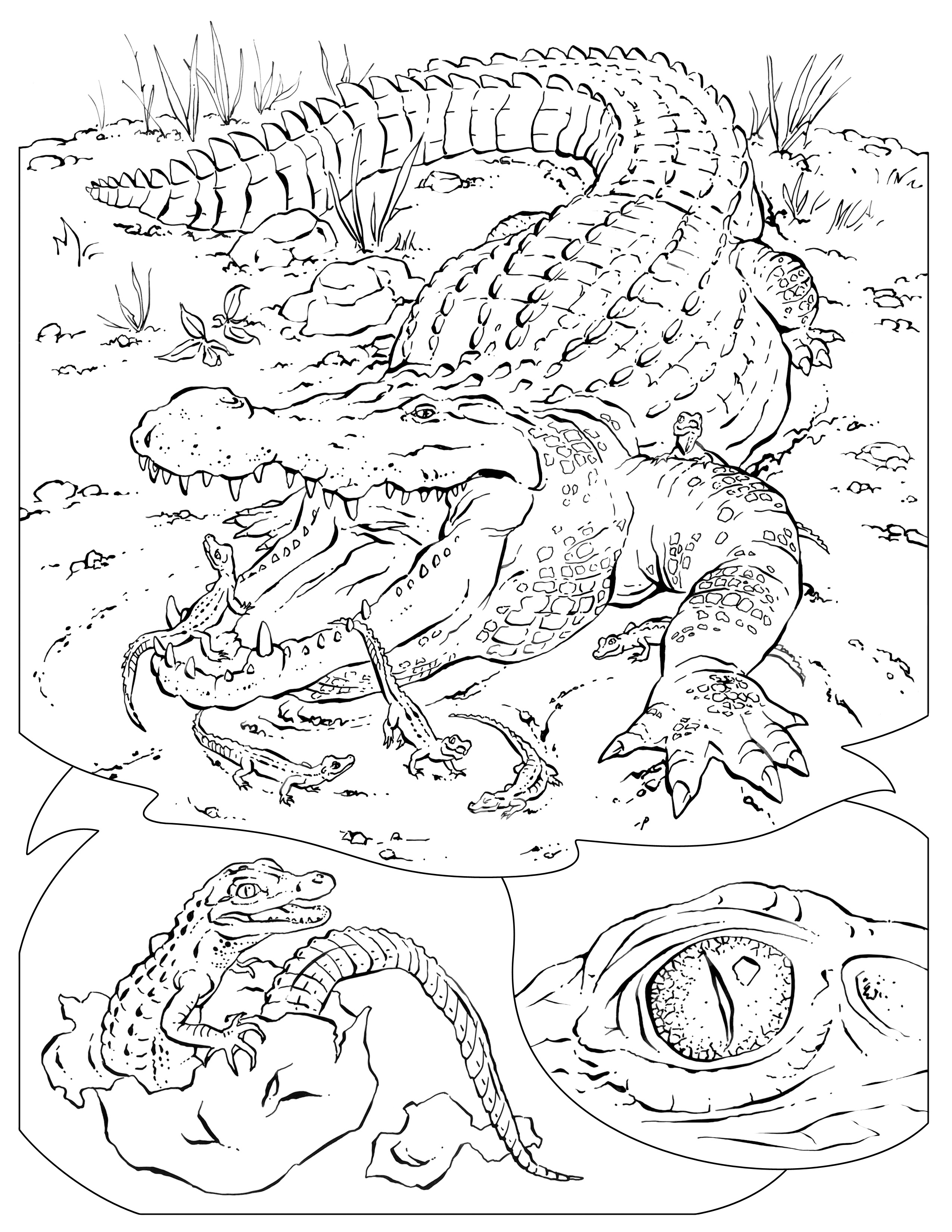 2550x3300 Fresh Call The Wild Coloring Pages Covers The Wild Coloring Page
