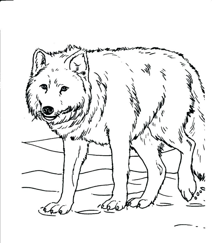 728x833 Grassland Coloring Pages Wild Dog Coloring Pages African Savanna