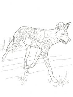236x315 African Wild Dog Or Painted Hunting Dog