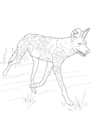323x430 Black Mamba Coloring Pages Click To See Printable Version Of Wild