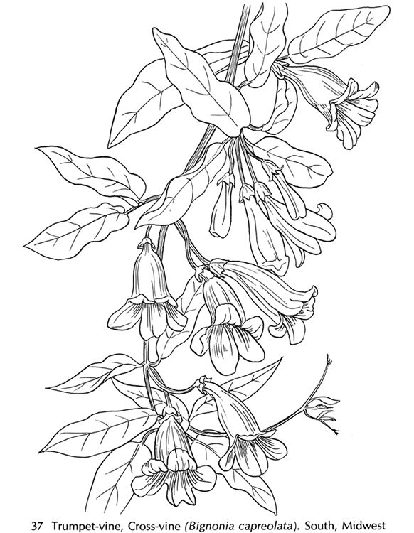 582x750 From American Wild Flowers Coloring Book Httpstore