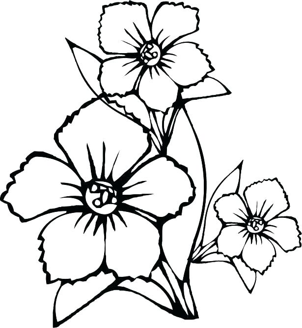 615x667 Printable Wildflower Coloring Pages Printable Coloring Wildflower