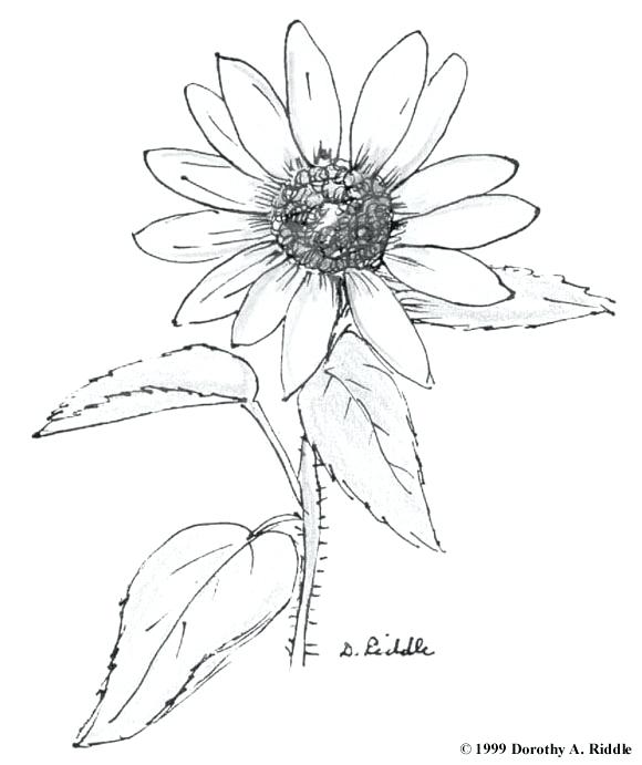 580x691 Wildflower Coloring Pages Celebrating Wildflowers Coloring Book