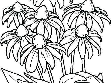440x330 Wildflower Coloring Pages Flower Design Coloring Pages Fresh