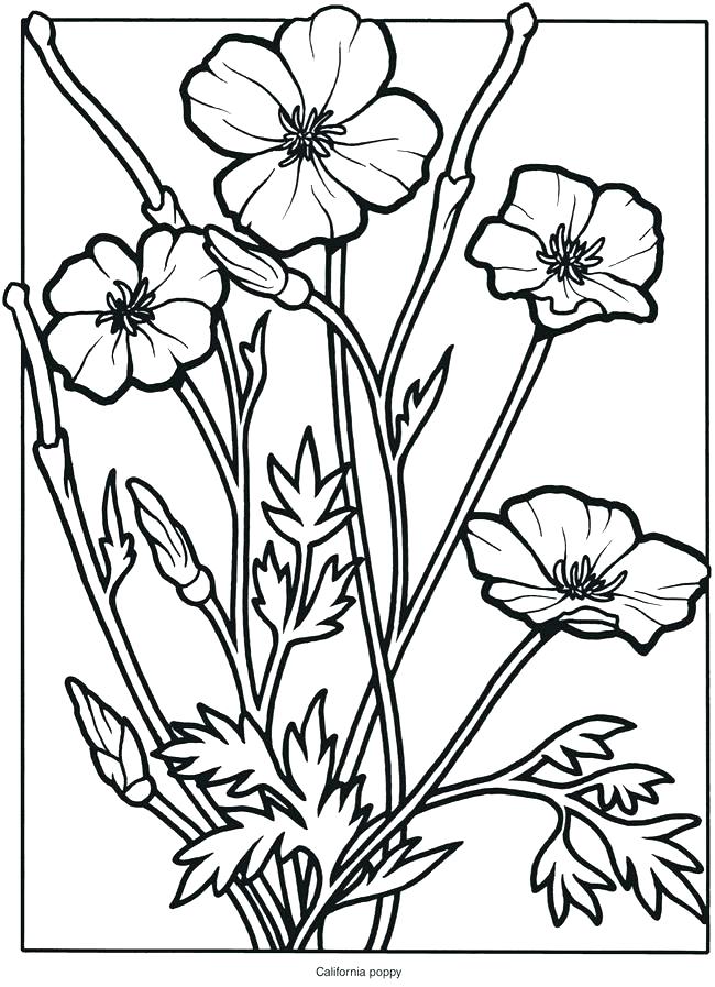 650x897 Wildflower Coloring Pages Printable Wildflower Coloring Pages