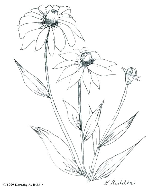 580x742 Wildflower Coloring Pages Wildflowers Preview Coloring Page Texas