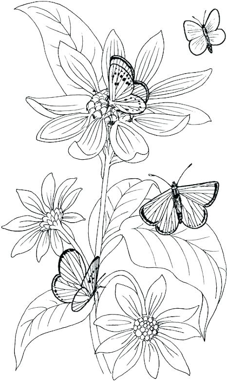466x780 Wildflower Coloring Pages