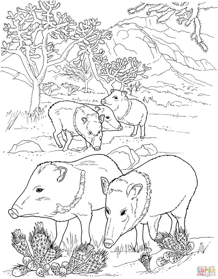 Wild Hog Coloring Pages
