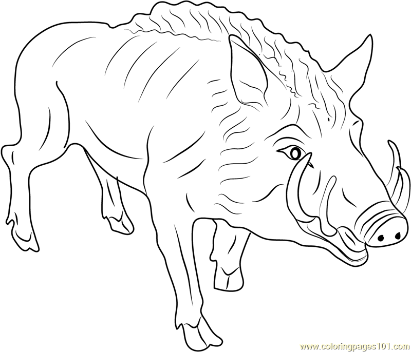 800x686 Boar Coloring Pages
