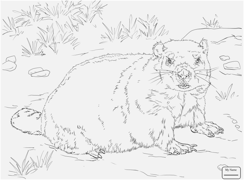 827x609 Ground Hog Coloring Pages