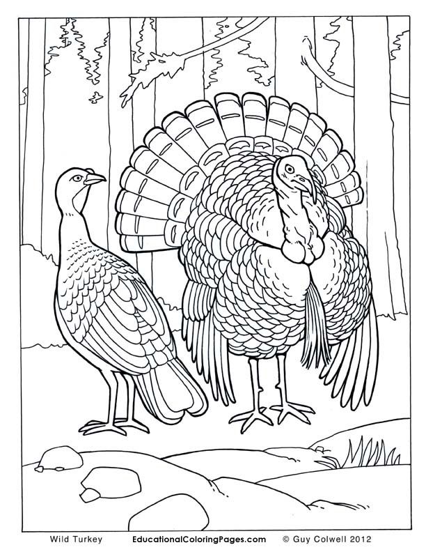 612x792 Realistic Animal Coloring Pages Coloring Pages Printables