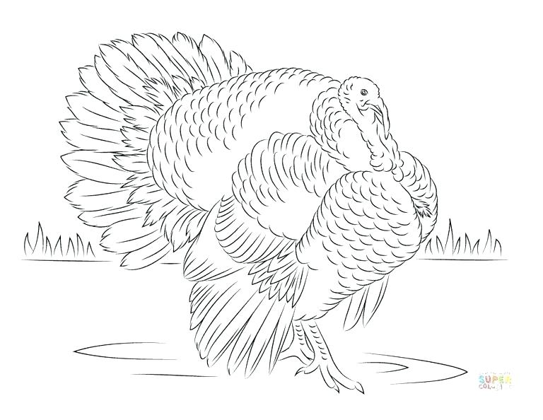 768x594 Turkeys Coloring Pages Coloring Page Of Turkey Wild Turkey In