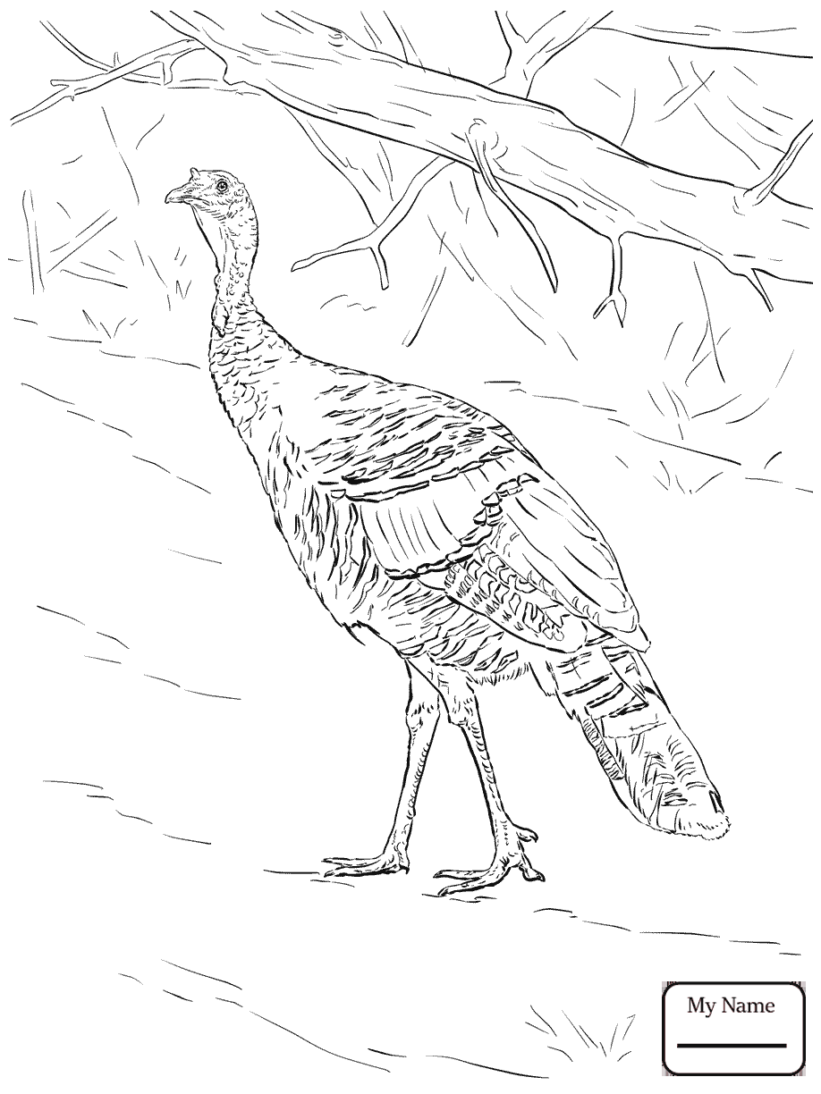 918x1224 Wild Turkey Hen Birds Coloring Pages Within 9