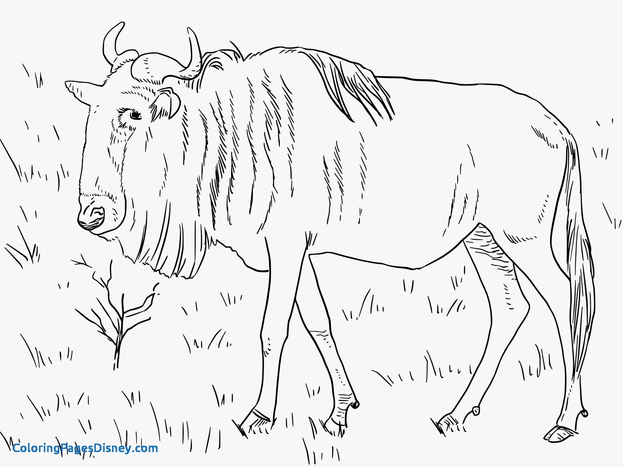 2048x1535 Wildebeest Coloring Pages Beautiful Wildebeest Coloring Pages