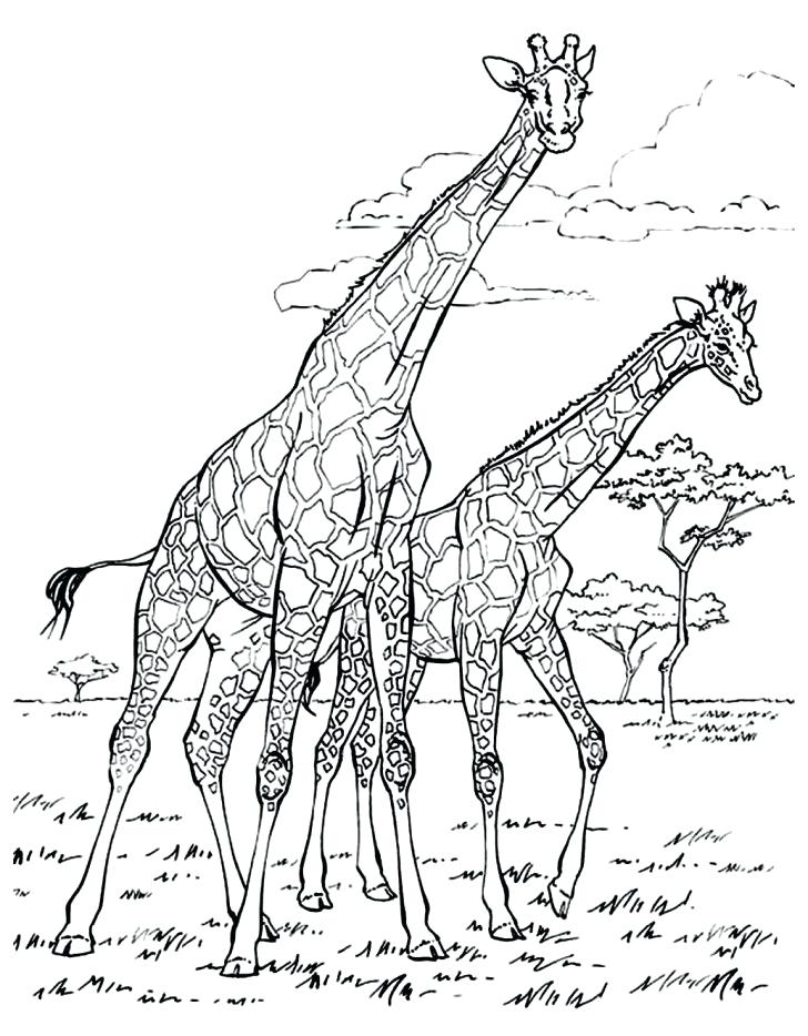 728x934 Wildebeest Coloring Pages Coloring Pages With Wallpapers