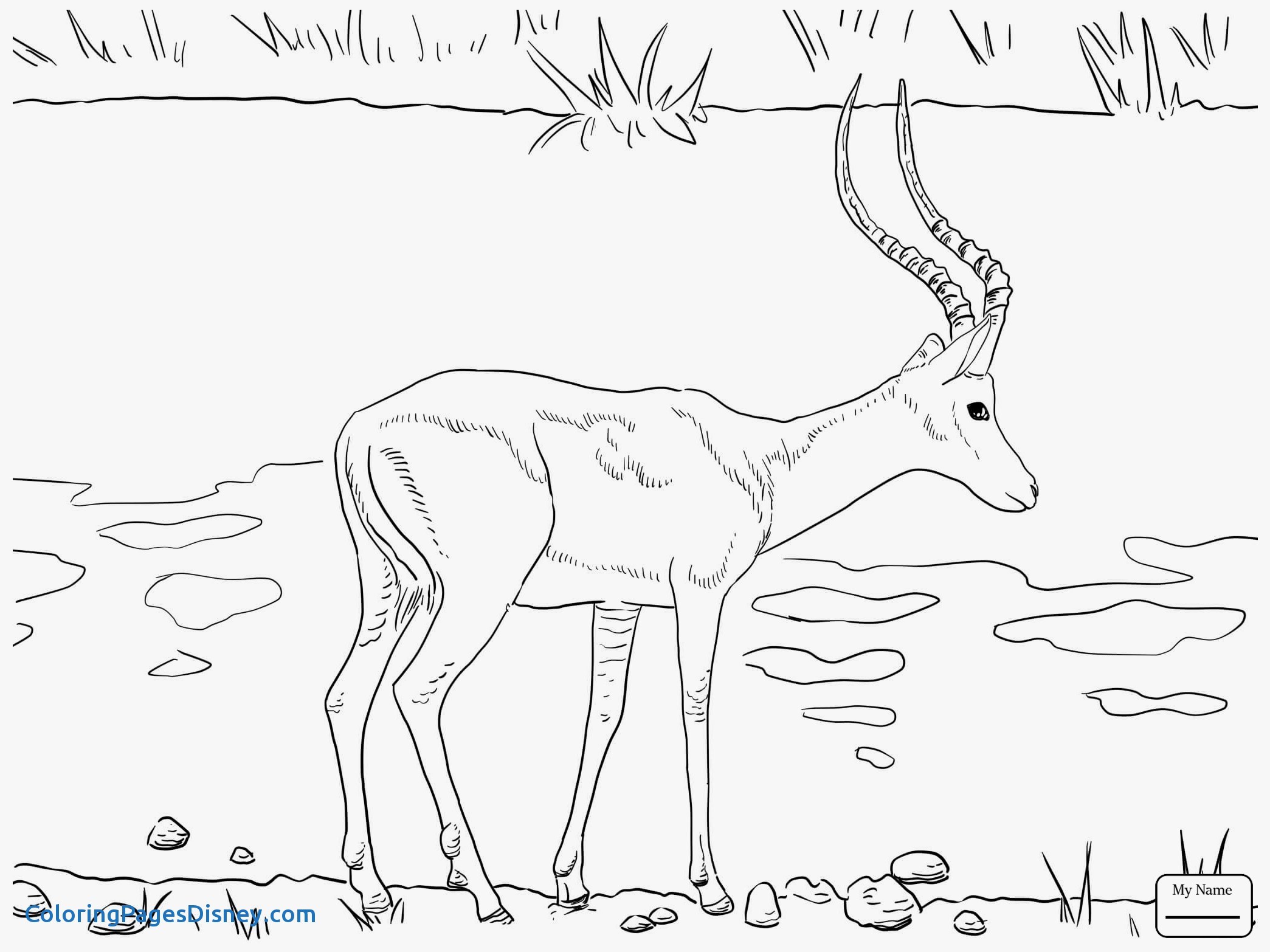 2089x1566 Wildebeest Coloring Pages Lovely Wildebeest Drawing