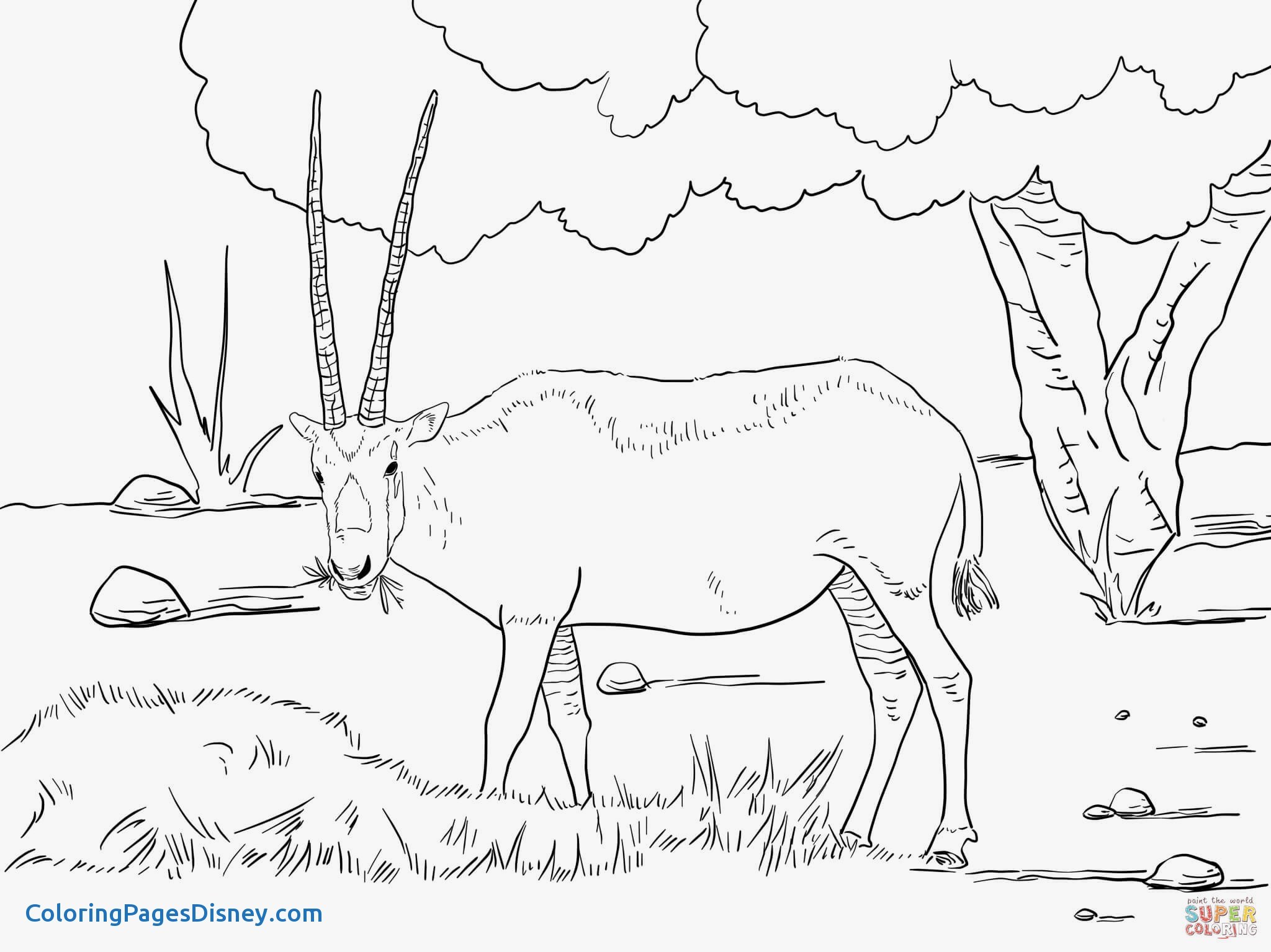 2048x1535 Wildebeest Coloring Pages Unique Realistic Arabian Oryx Coloring