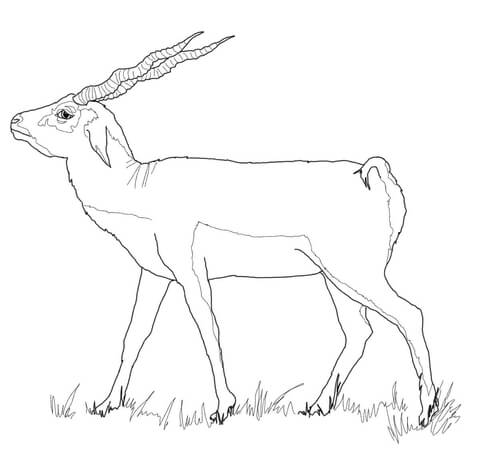 480x458 Black Buck Animal Coloring Page