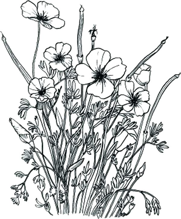 600x724 Printable Wildflower Coloring Pages Printable Coloring Wildflower