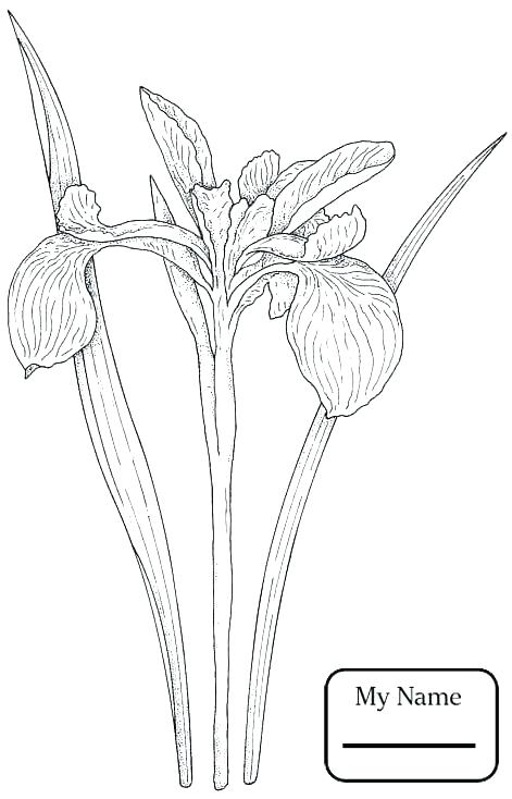471x734 Texas Tech Coloring Pages Coloring Pages Wildflower Coloring Pages