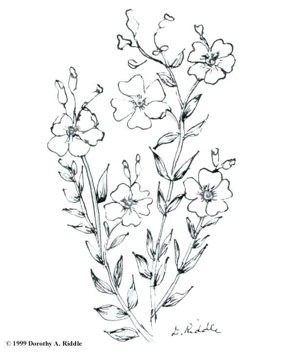 580x720 Texas Wildflower Coloring Pages Printable Coloring Inspired