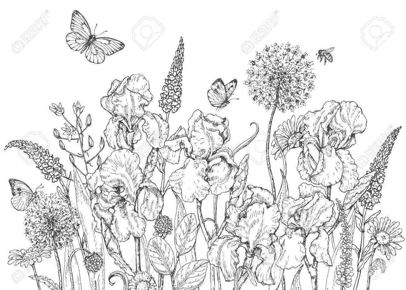 1300x928 Best Hand Drawn Line Illustration With Iris And Insects Picture
