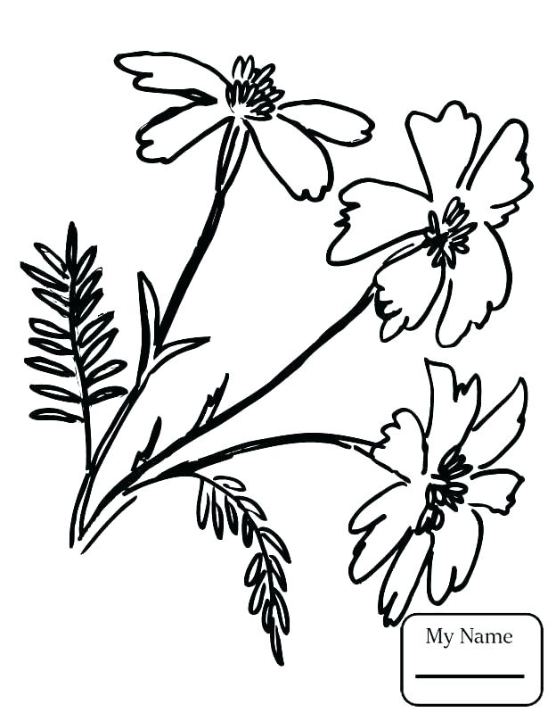 624x808 Wildflower Coloring Pages Celebrating Wildflowers Printable