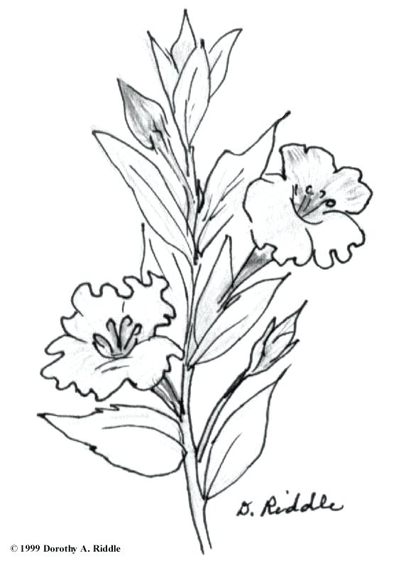 579x793 Wildflower Coloring Pages Hill Country Coloring Book Pages