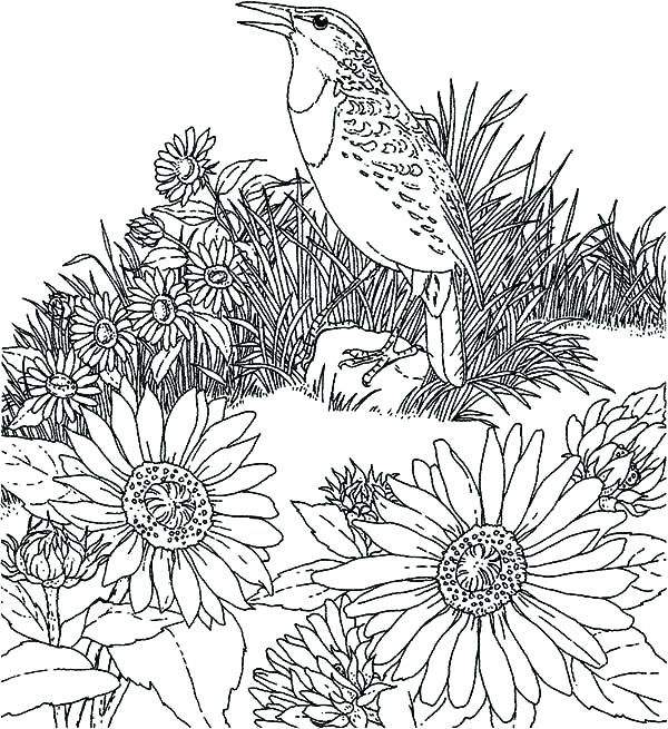 600x655 Wildflower Coloring Pages Wildflower Coloring Pages Bird