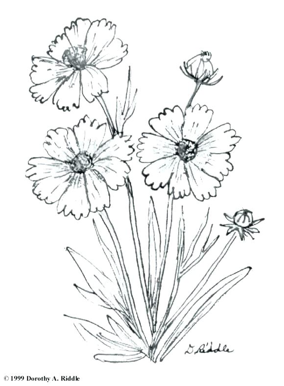 580x787 Wildflower Coloring Pages Wildflower Coloring Pages Wildflower