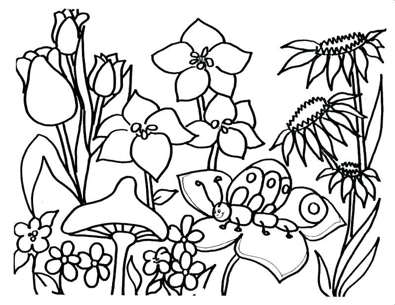 800x618 Wildflower Coloring Pages Wildflowers Coloring Book Garden