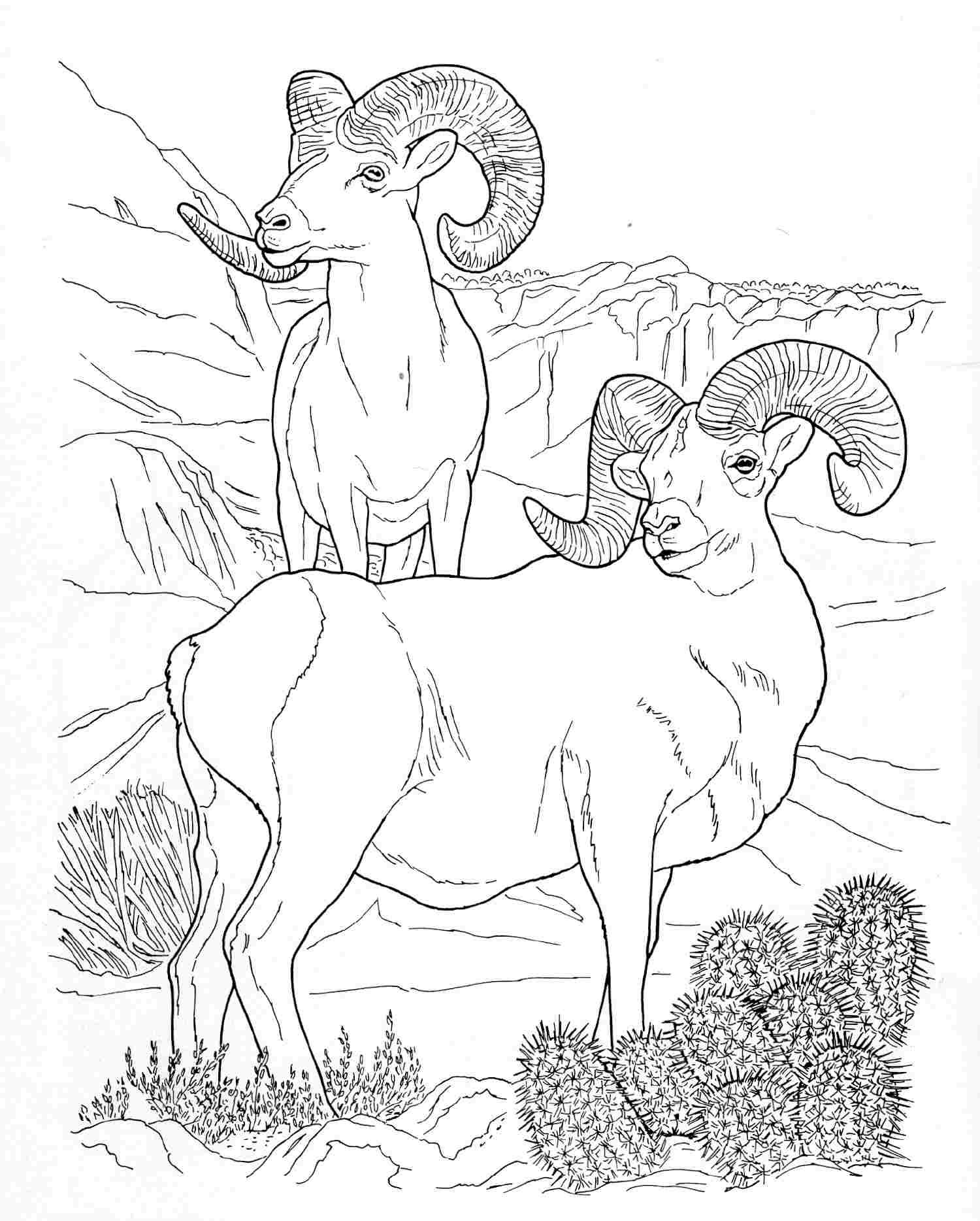 1500x1868 Wildlife Coloring Pages Nice Wildlife Coloring Books
