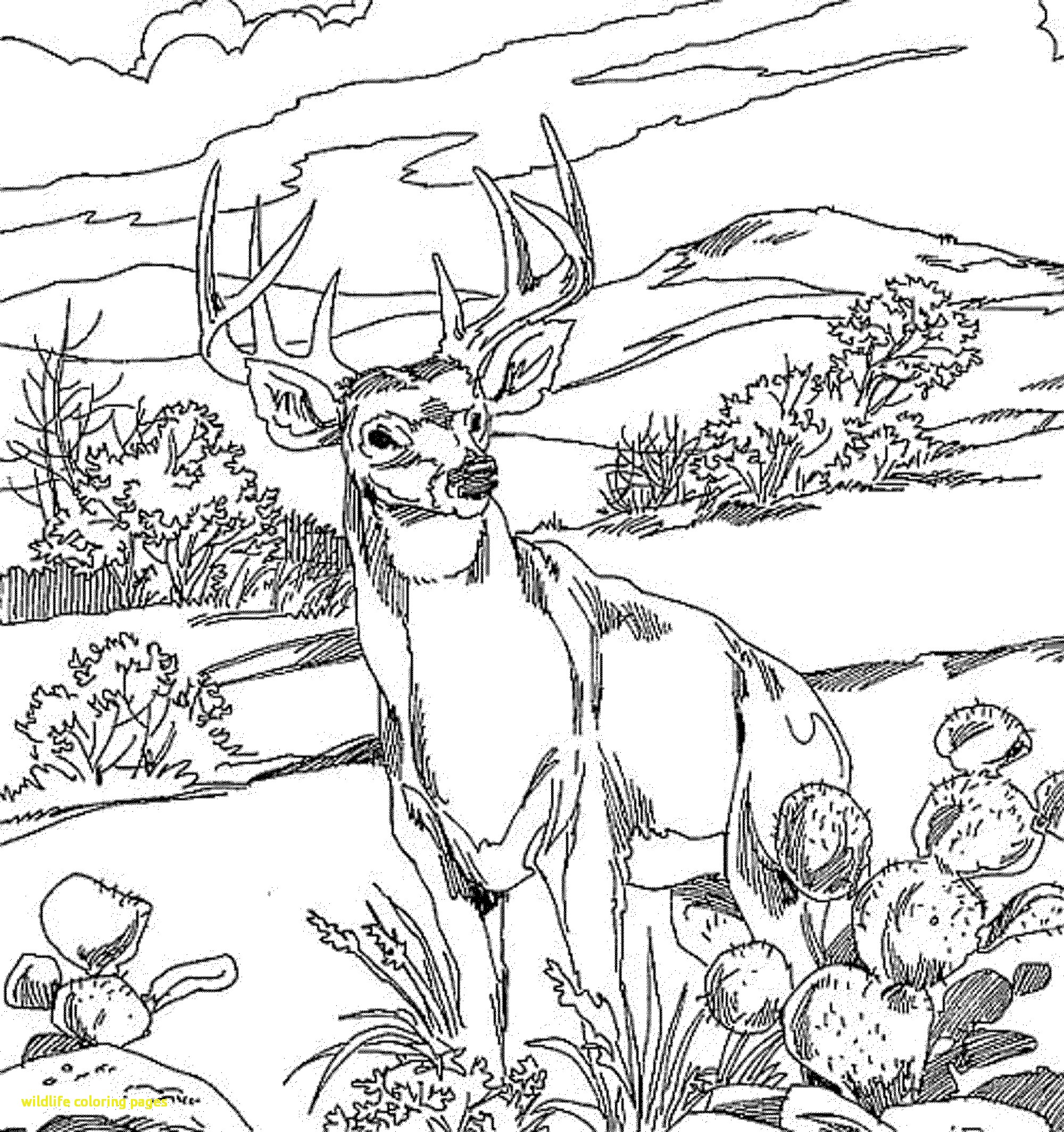 2000x2128 Wildlife Coloring Pages With Free Wildlife Coloring Books 40